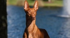 13 Kutyák fajtája, amelyet nem lehet kiszabadítani kívül téli ruhák nélkül